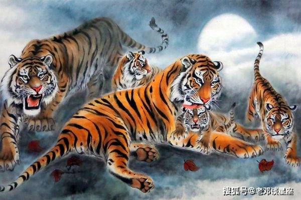 虎后追鸡发金光是什么生肖,警惕虚假宣传,全面解答解释落实