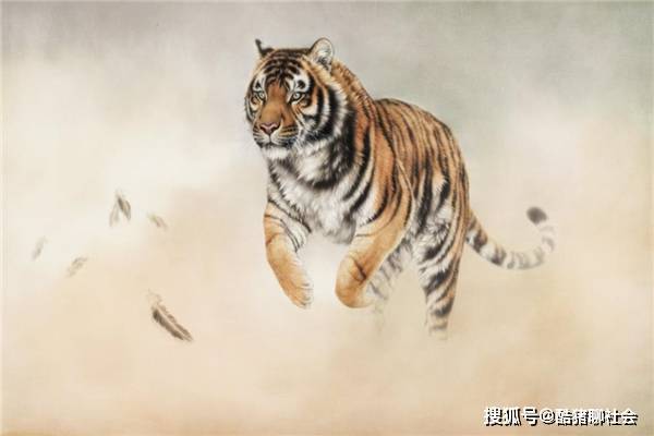 虎后追鸡发金光是什么生肖,警惕虚假宣传,全面解答解释落实